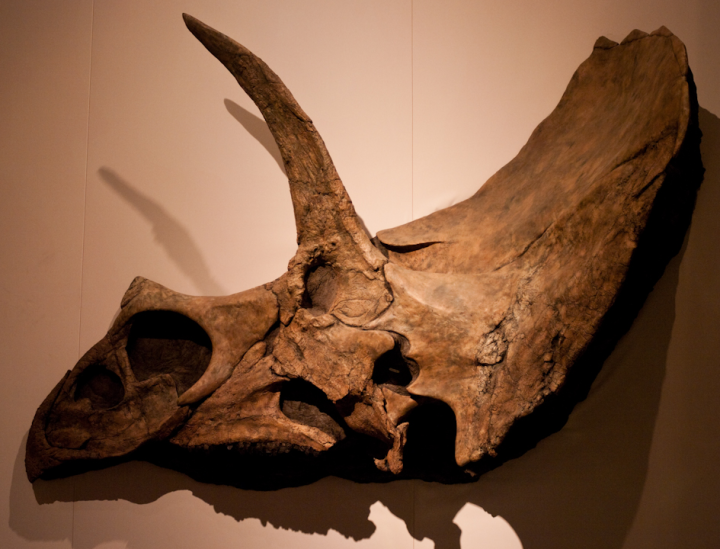 Wall-mounted Triceratops skull at the Tyrrell