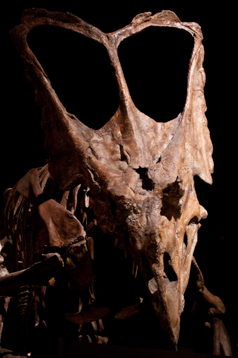 Scary dinosaur fossil skull at the Tyrrell