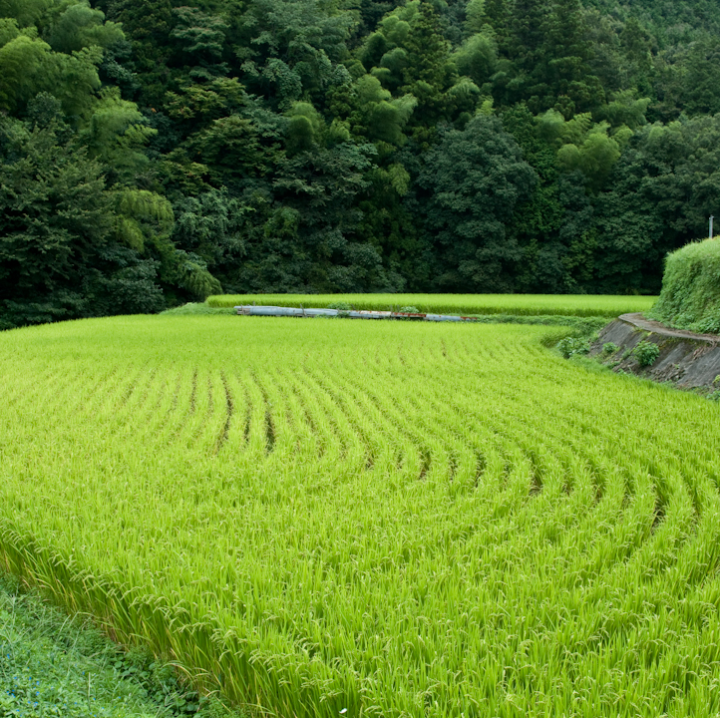 Rice paddy in Yakumo village, Shimane prefecture