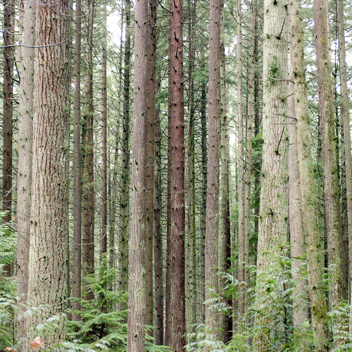 Many vertical trees in Vancouver’s Pacific Spirit park