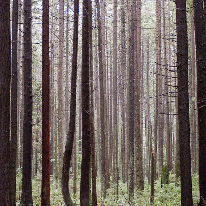 Many vertical trees in Vancouver’s Pacific Spirit park