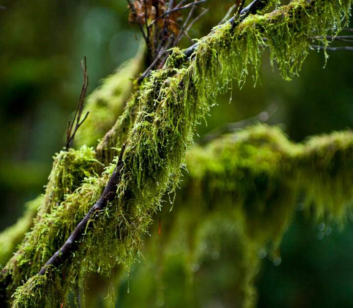 Moss-laden branches
