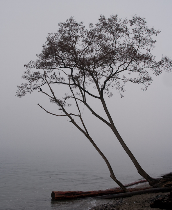 Foggy December 26th Vancouver beach