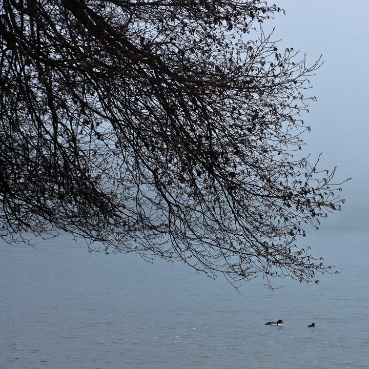 Foggy December 26th Vancouver beach