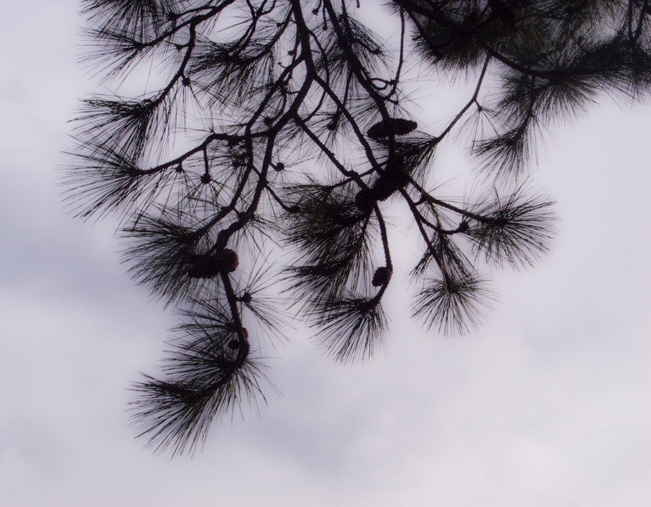 Needles against sky with heavy negative clarity adjustment