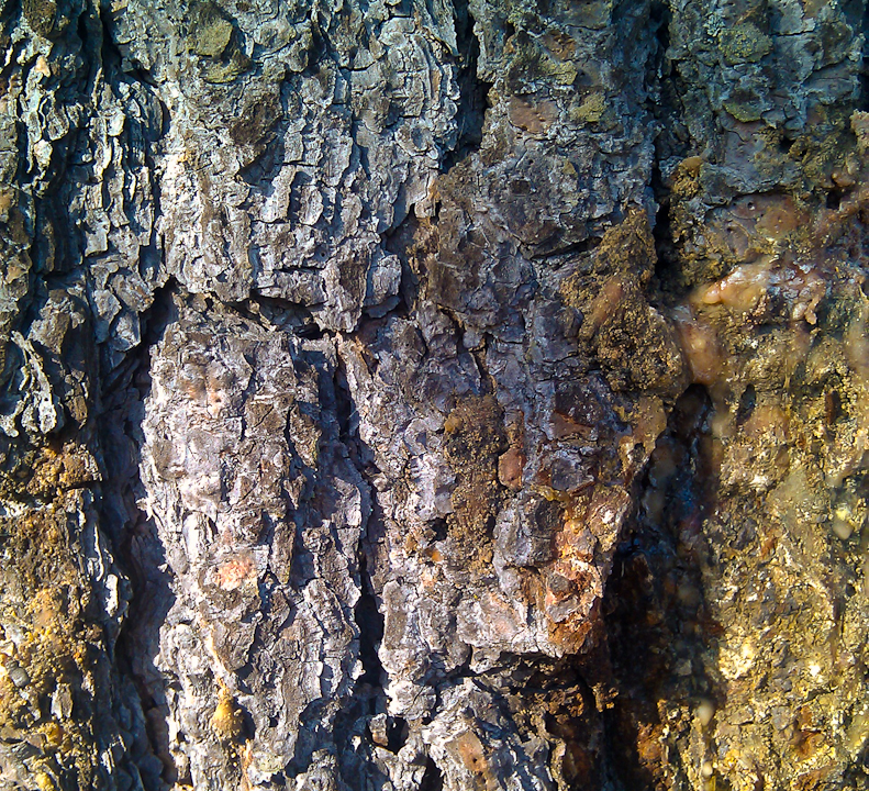 Tree Trunk