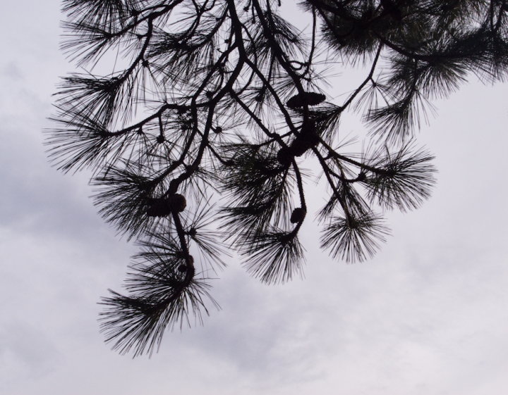 Evergreen needles against sky, minimally processed