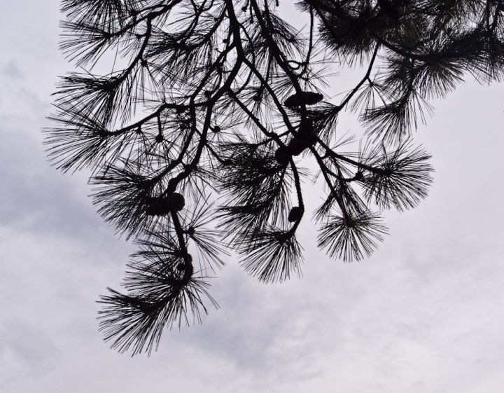 Needles against sky, with sharpening