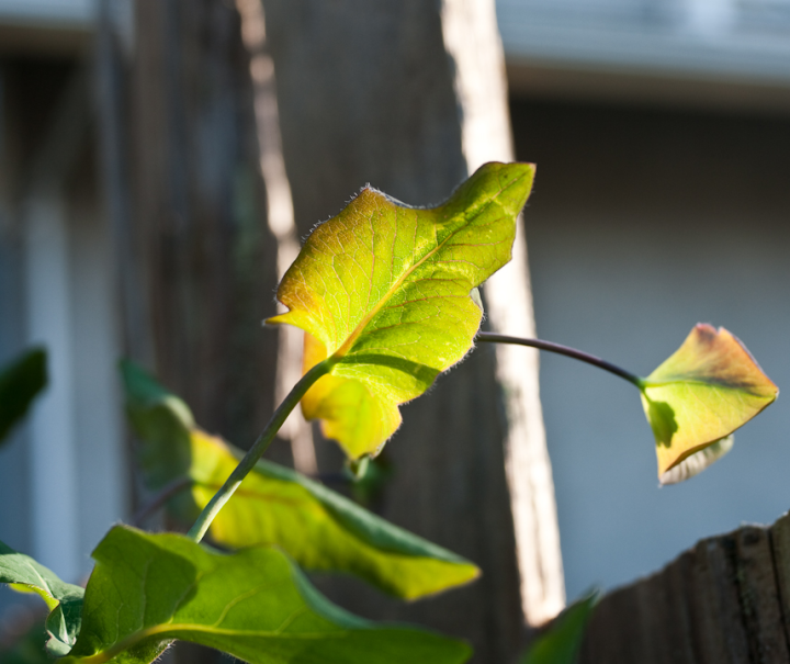 Backlit honeysuckle leaves.