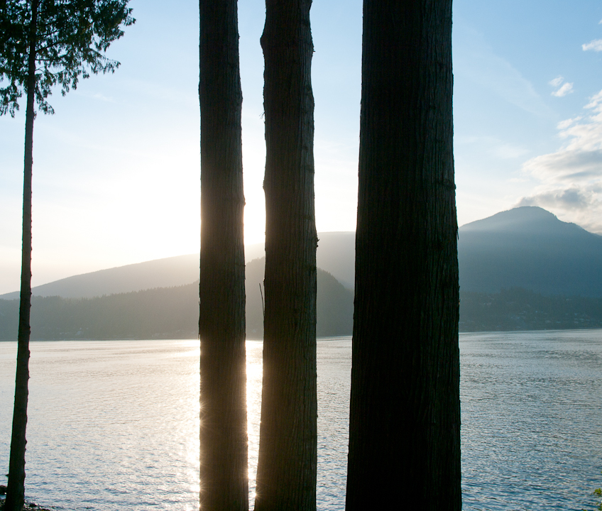 Sun behind trees