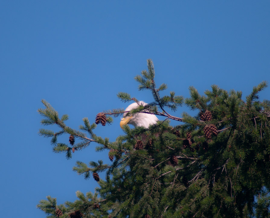 Bald eagle