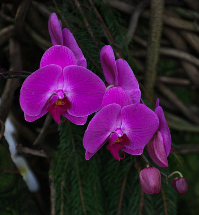 Orchid at the Boedel Floral conservatory