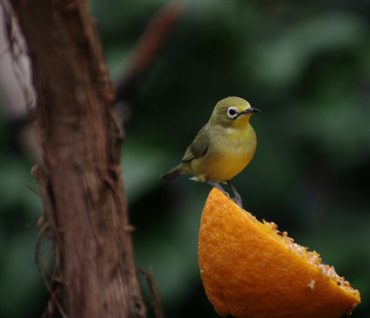 Small bird at the Boedel Floral conservatory