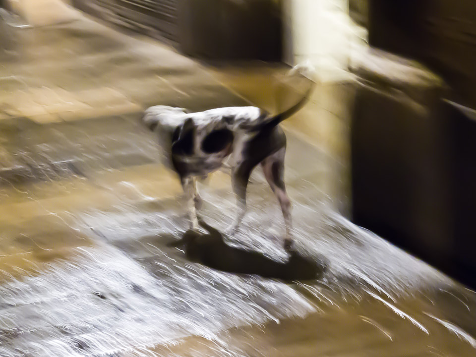 Dog, alone, in Barcelona