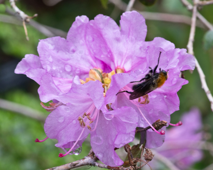 Insect on early rhododendron blossom