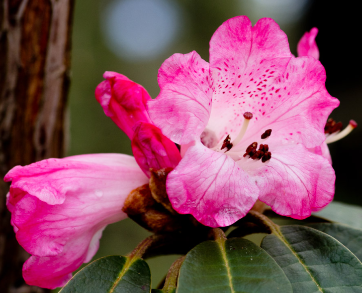 Early pink rhododendron blossom
