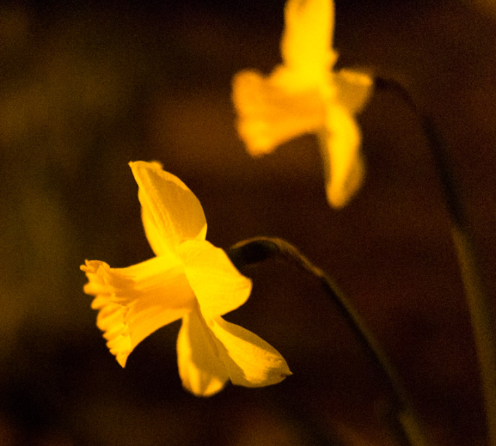 Extreme low-light daffodil