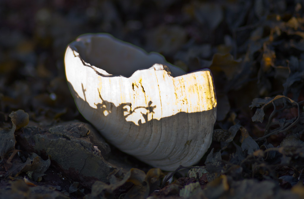 Shadow on clamshell