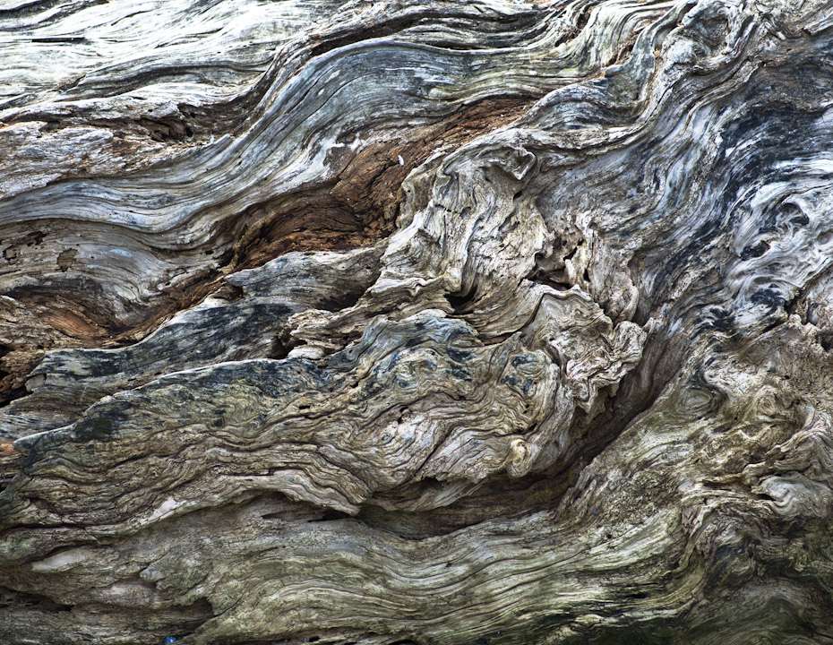 Driftwood on a Vancouver beach