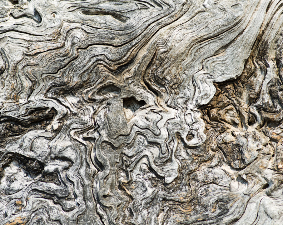 Driftwood on a Vancouver beach