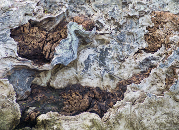 Driftwood on a Vancouver beach