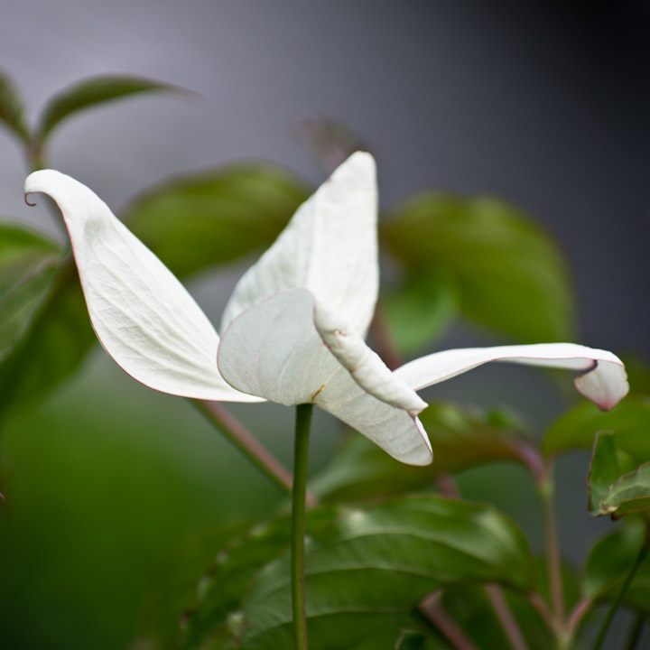 Dogwood blossom