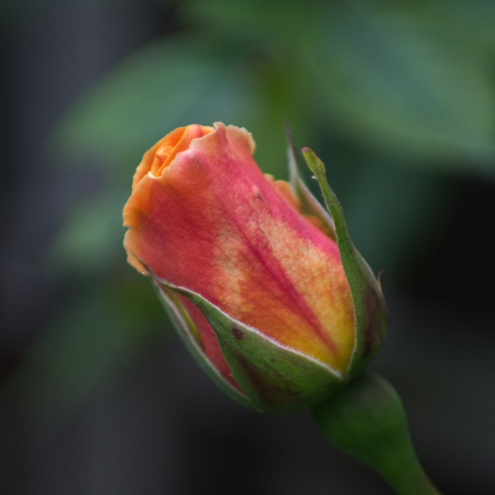 Royal Sunset rose blossom, not open yet