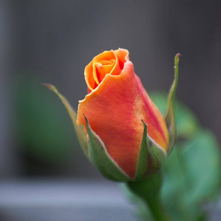 Royal Sunset rose blossom, not open yet