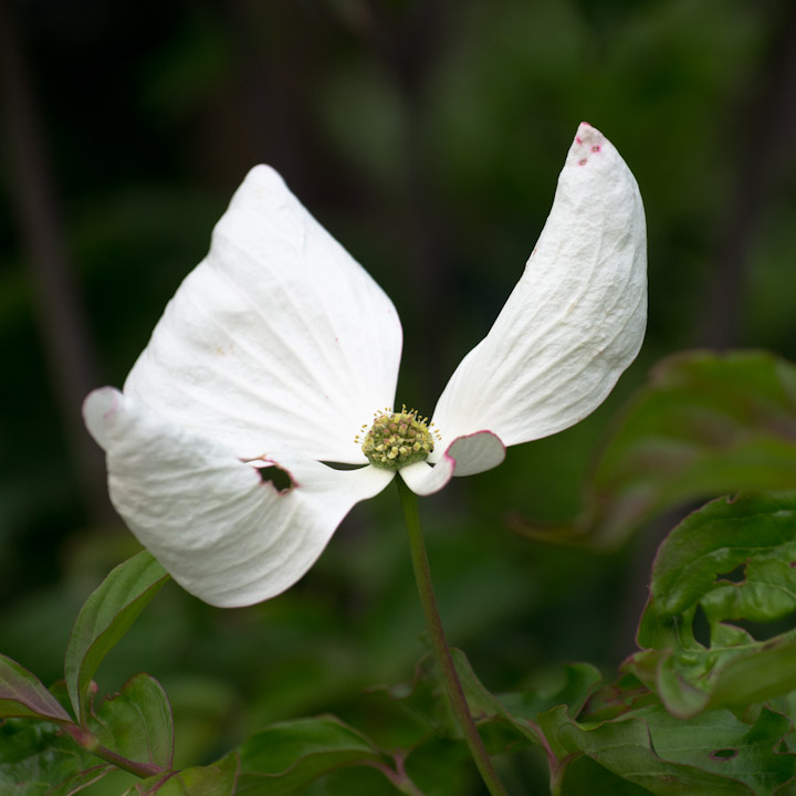 Dogwood blossom