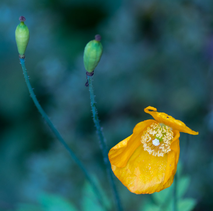 Welsh poppy blossom in autumn