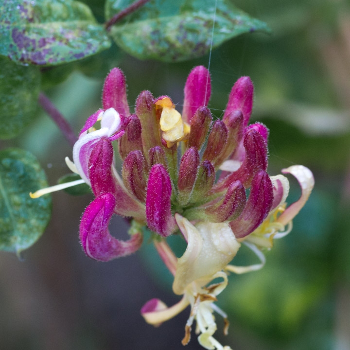 Autumnal honysuckle blossom