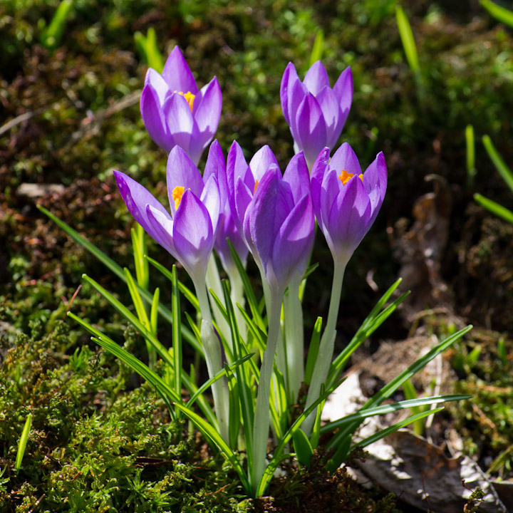 Crocuses