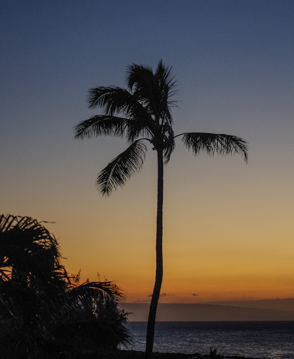 Palm tree in Maui Palm tree in Maui