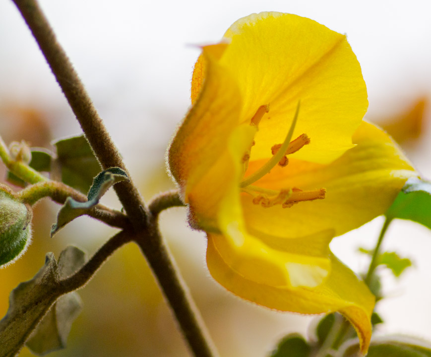 Flower close-up just off Stevens Creek Trail