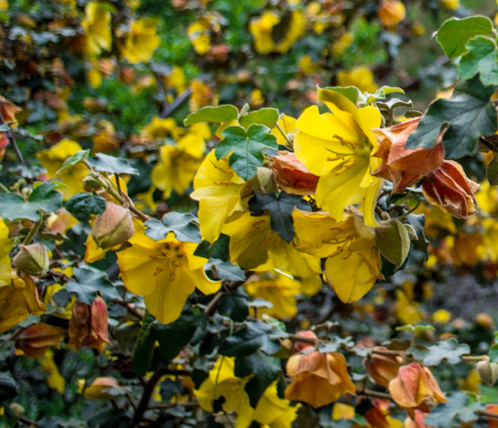 Yellow flowers just off Stevens Creek Trail