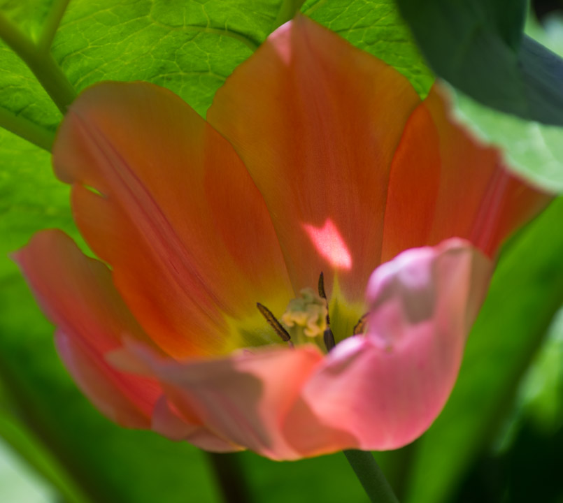 Tulip blossom under rhubarb leaves