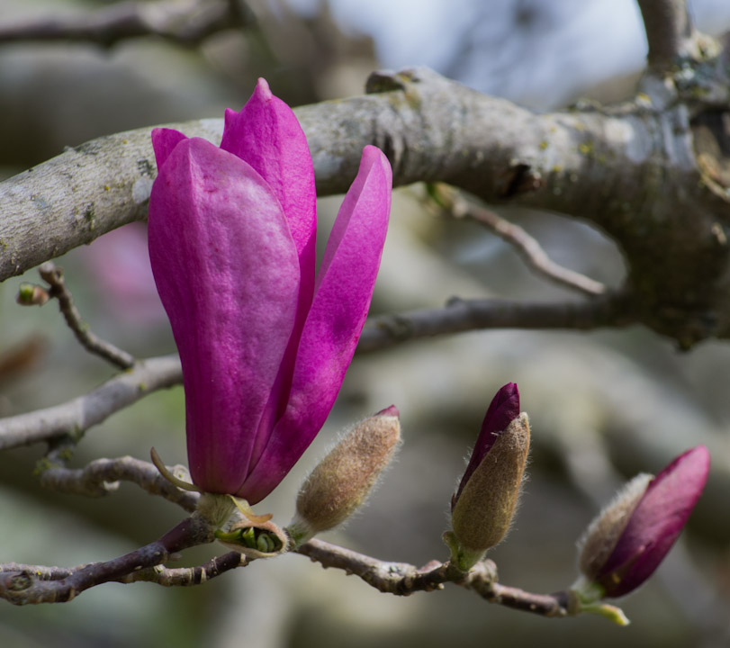 Magnolia blossoms