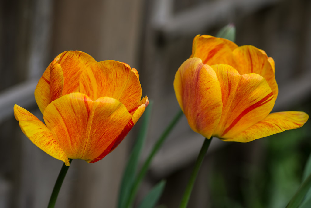 Brilliant red and orange tulips
