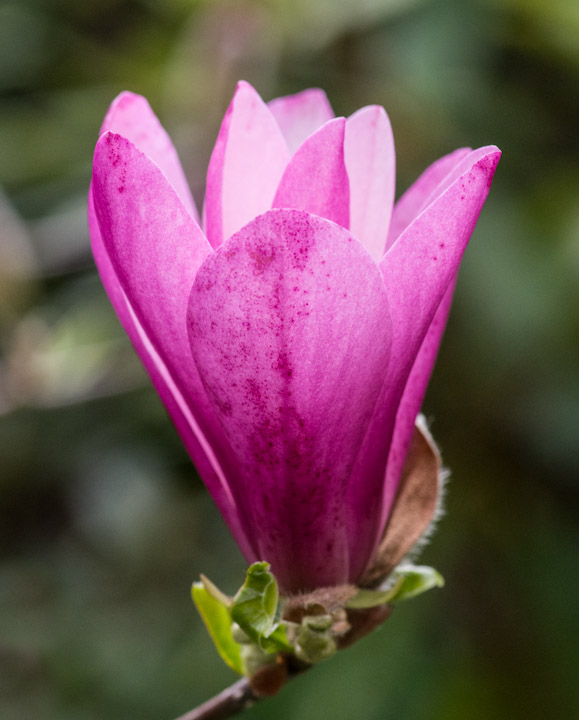 Magnolia blossom