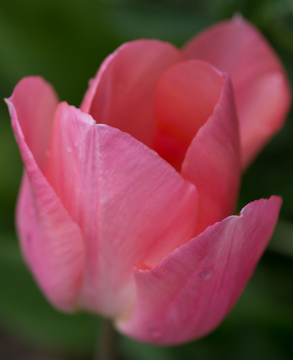 Pink tulip