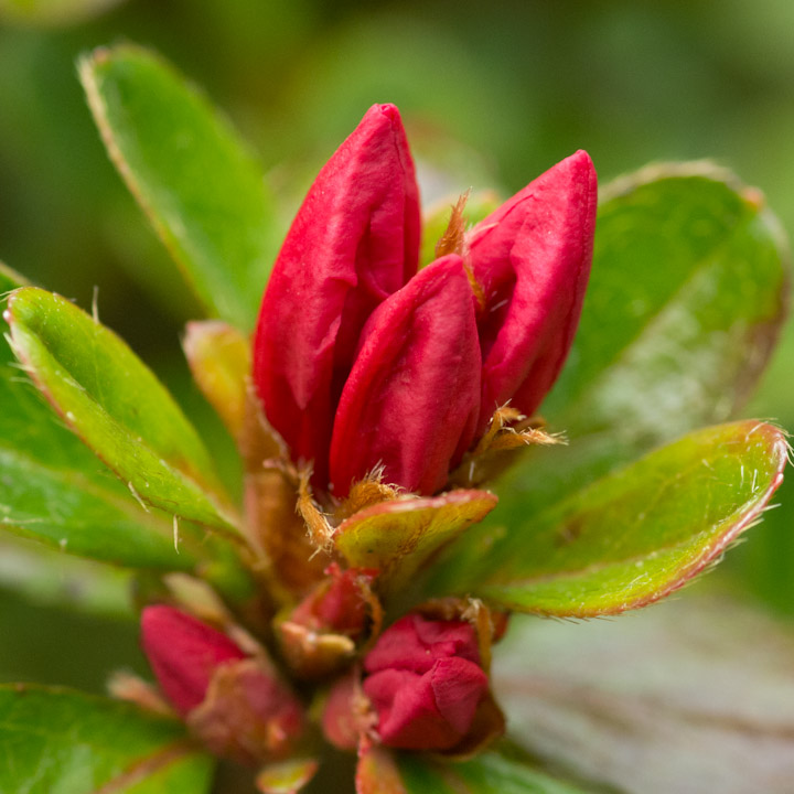 Azalea buds