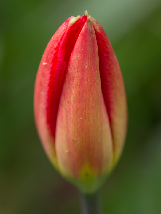 Unopened tulip