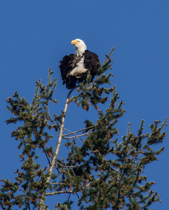 Eagle grooming