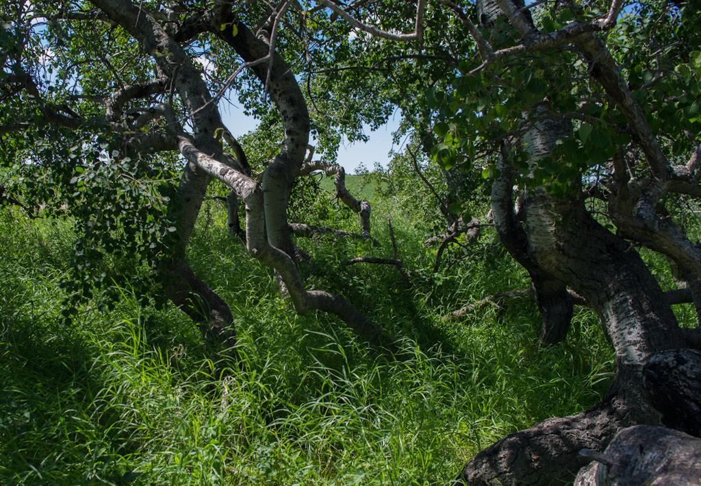 Twisted Aspens near Hafford