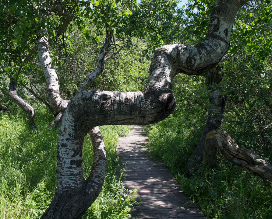 Twisted Aspens near Hafford