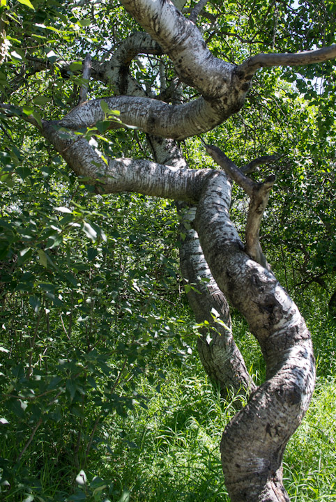 Twisted Aspen near Hafford