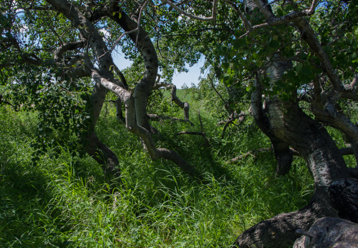 Twisted Aspens near Hafford Twisted Aspens near Hafford