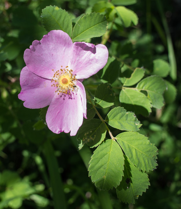 Wild rose near Hafford