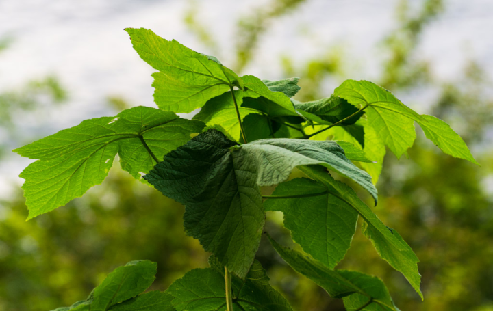 The leaves are still green The leaves are still green