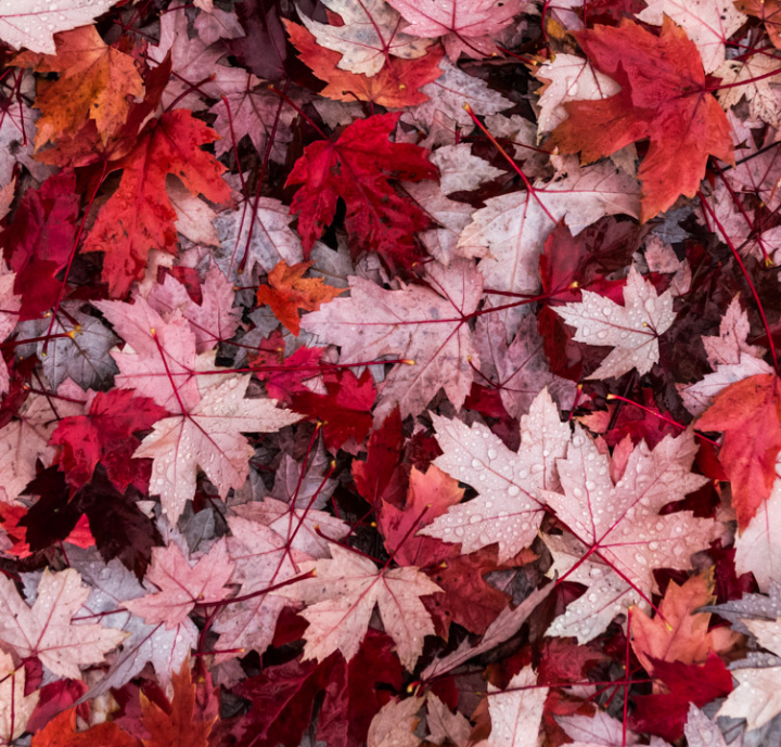 Wet fallen autumn leaves